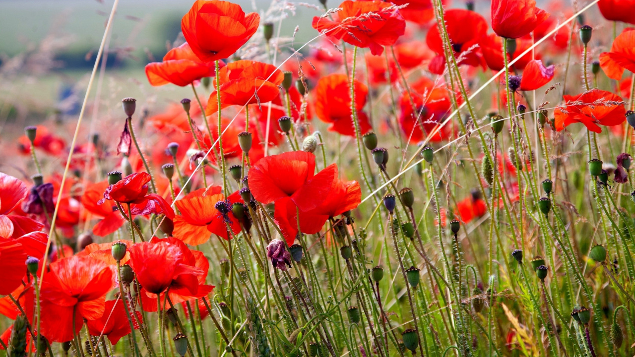 Fleurs Rouges Sur Terrain D'herbe Verte Pendant la Journée. Wallpaper in 1280x720 Resolution