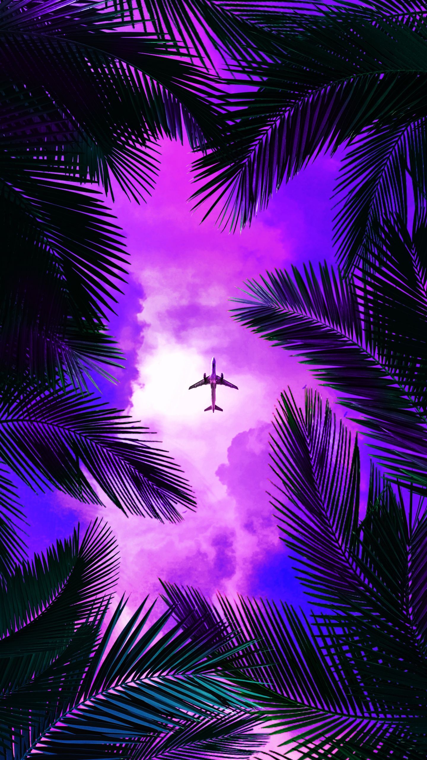 Purple, Light, Nature, Tree, Lighting. Wallpaper in 1440x2560 Resolution