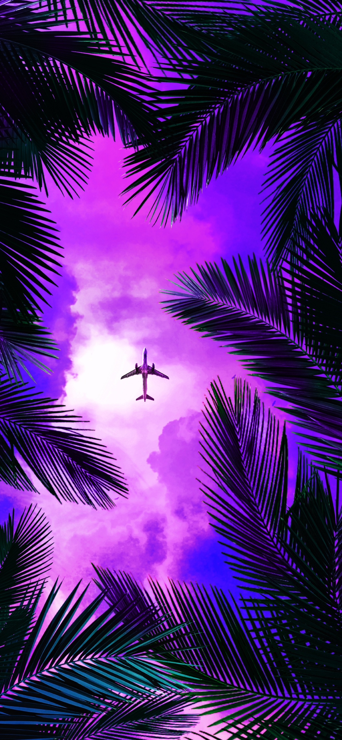 Purple, Lumière, Nature, Éclairage, Plante Terrestre. Wallpaper in 1125x2436 Resolution