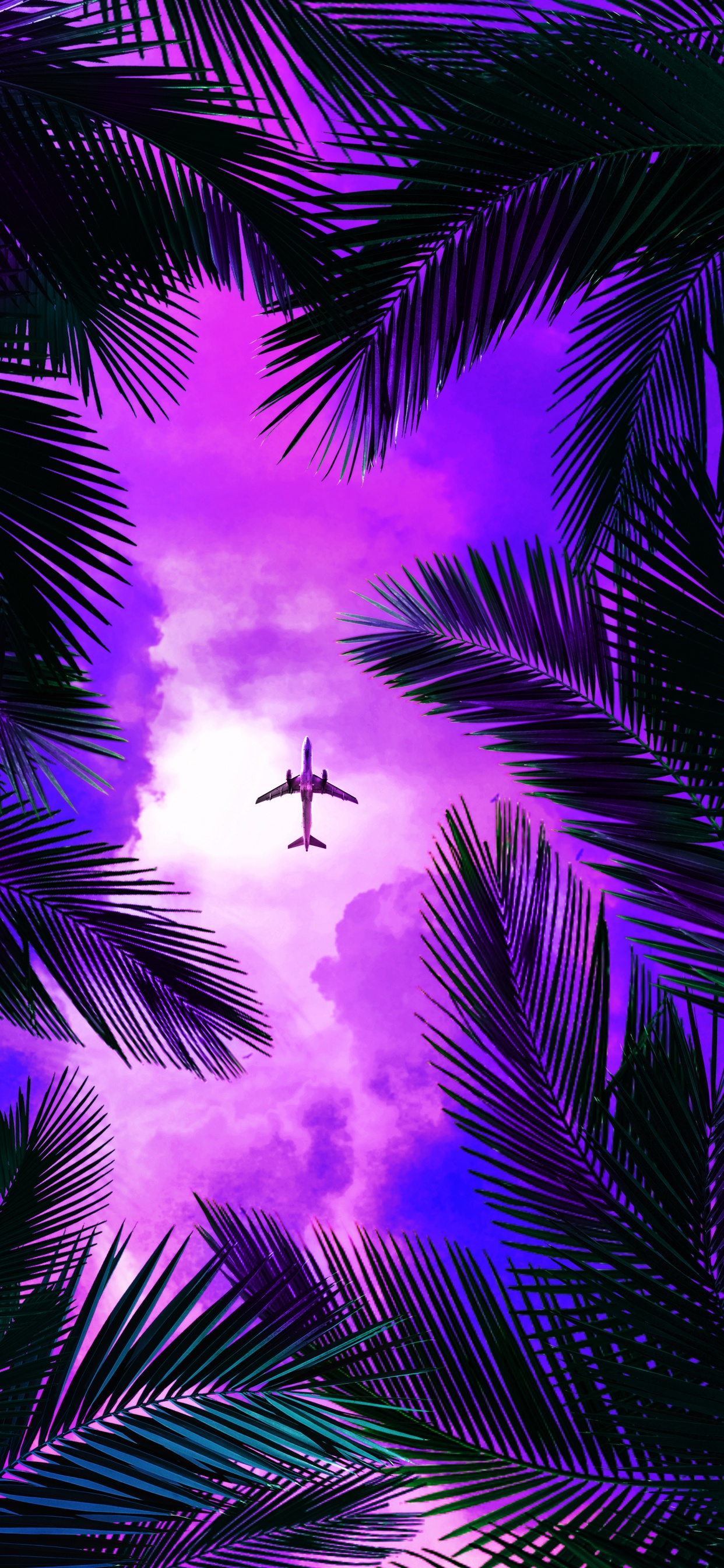 Purple, Lumière, Nature, Éclairage, Plante Terrestre. Wallpaper in 1242x2688 Resolution