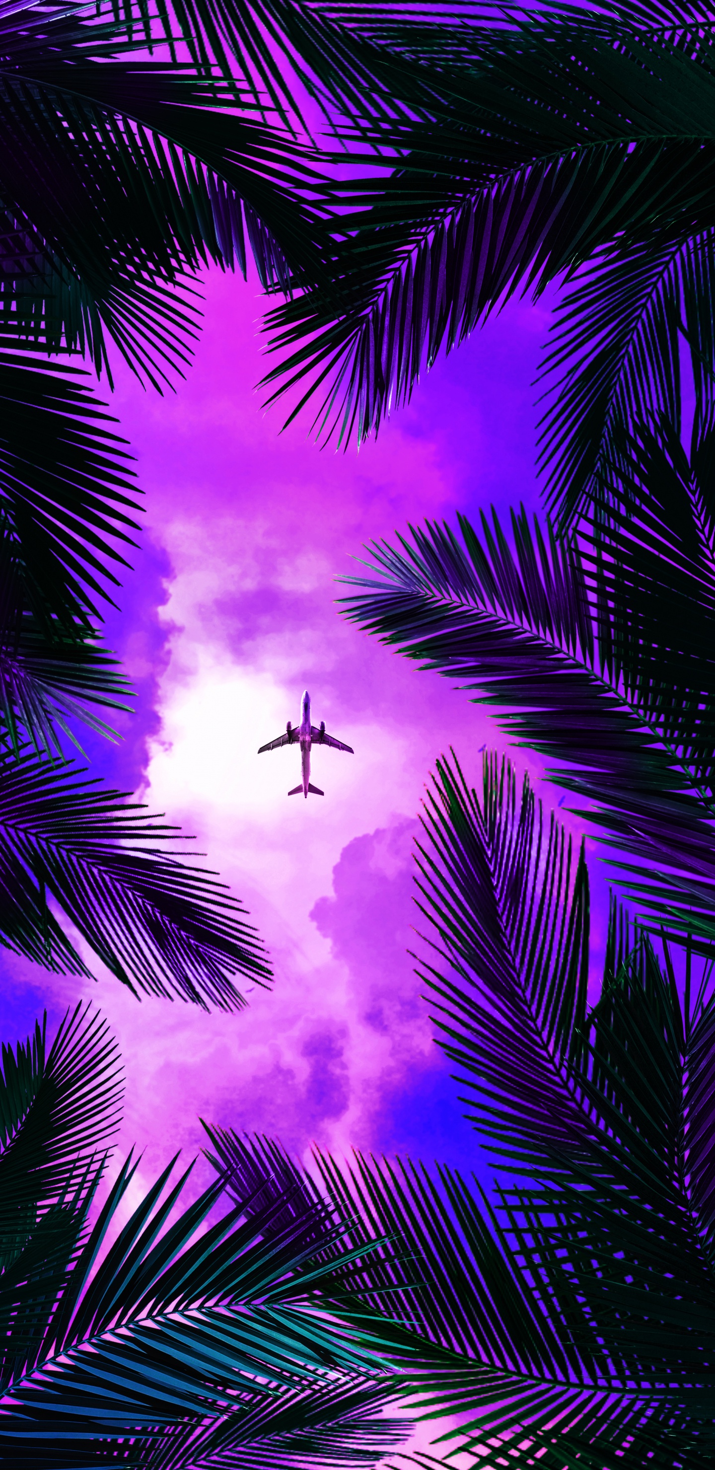 紫色的, 光, 性质, 陆地上的植物, 粉红色 壁纸 1440x2960 允许