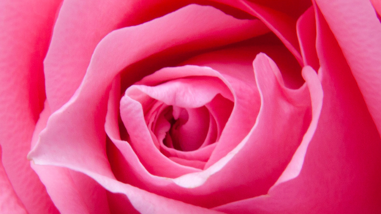 Rosa Ampliada, Rosa Azul, Rosa, Pétalo, Rojo. Wallpaper in 1280x720 Resolution