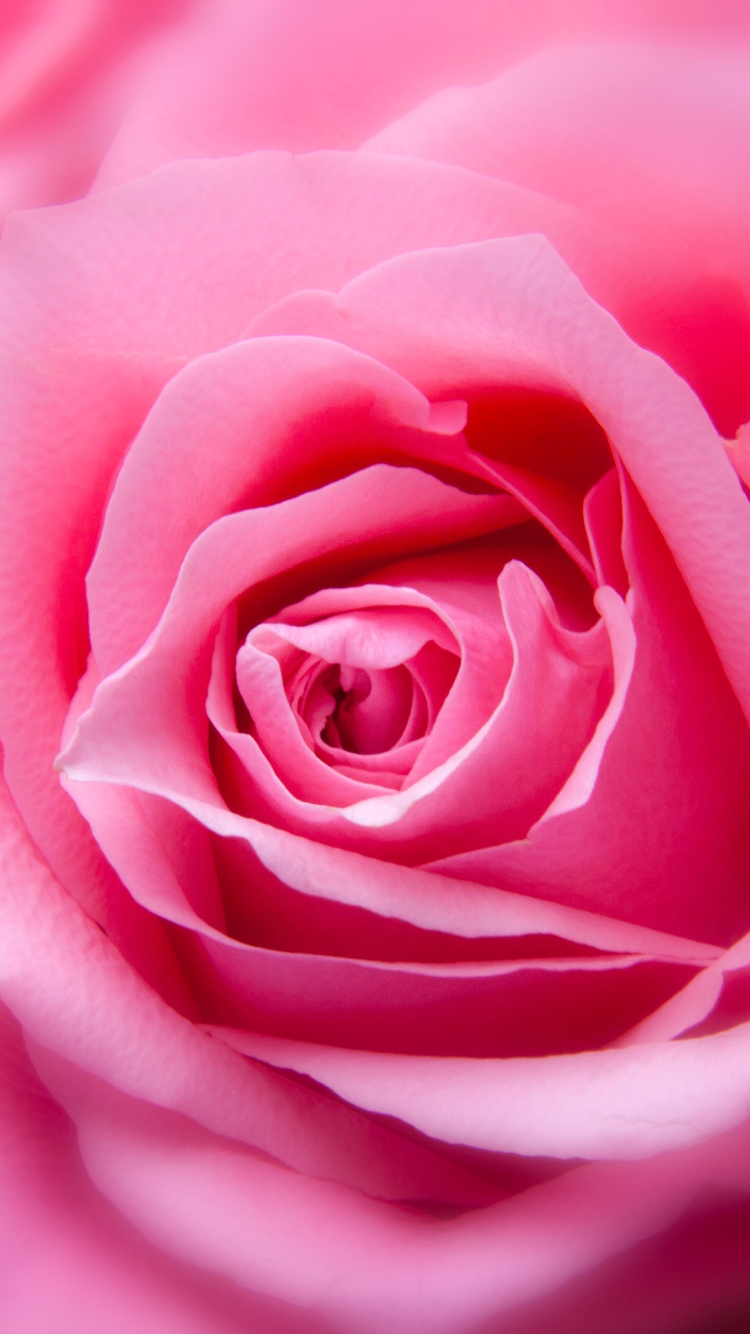 Rose Zoomed, Rose, Blue Rose, Pink, Flower. Wallpaper in 1080x1920 Resolution