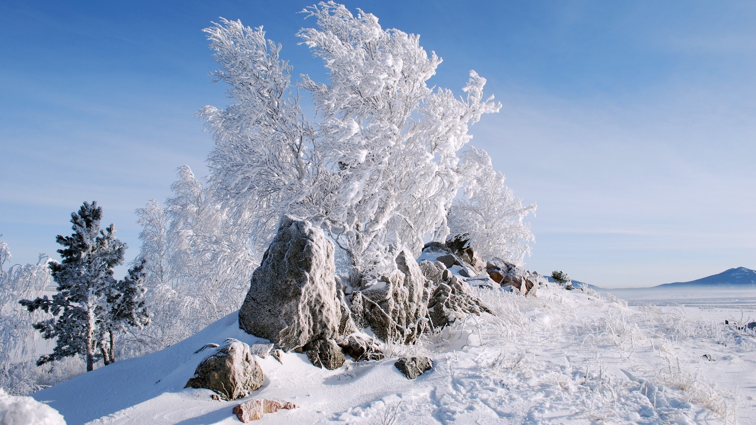 Árboles Cubiertos de Nieve en el Suelo Cubierto de Nieve Bajo un Cielo Azul Durante el Día. Wallpaper in 2560x1440 Resolution