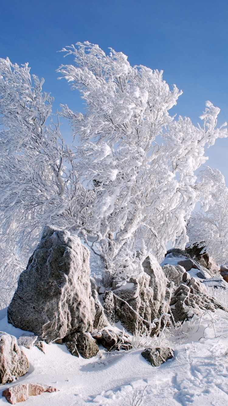 Snow Covered Trees on Snow Covered Ground Under Blue Sky During Daytime. Wallpaper in 750x1334 Resolution