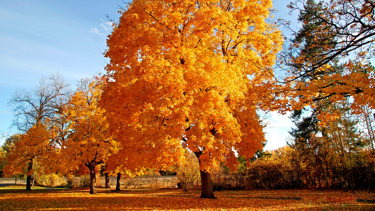 Arbres à Feuilles Brunes Sous Ciel Bleu Pendant la Journée. Wallpaper in 1280x720 Resolution