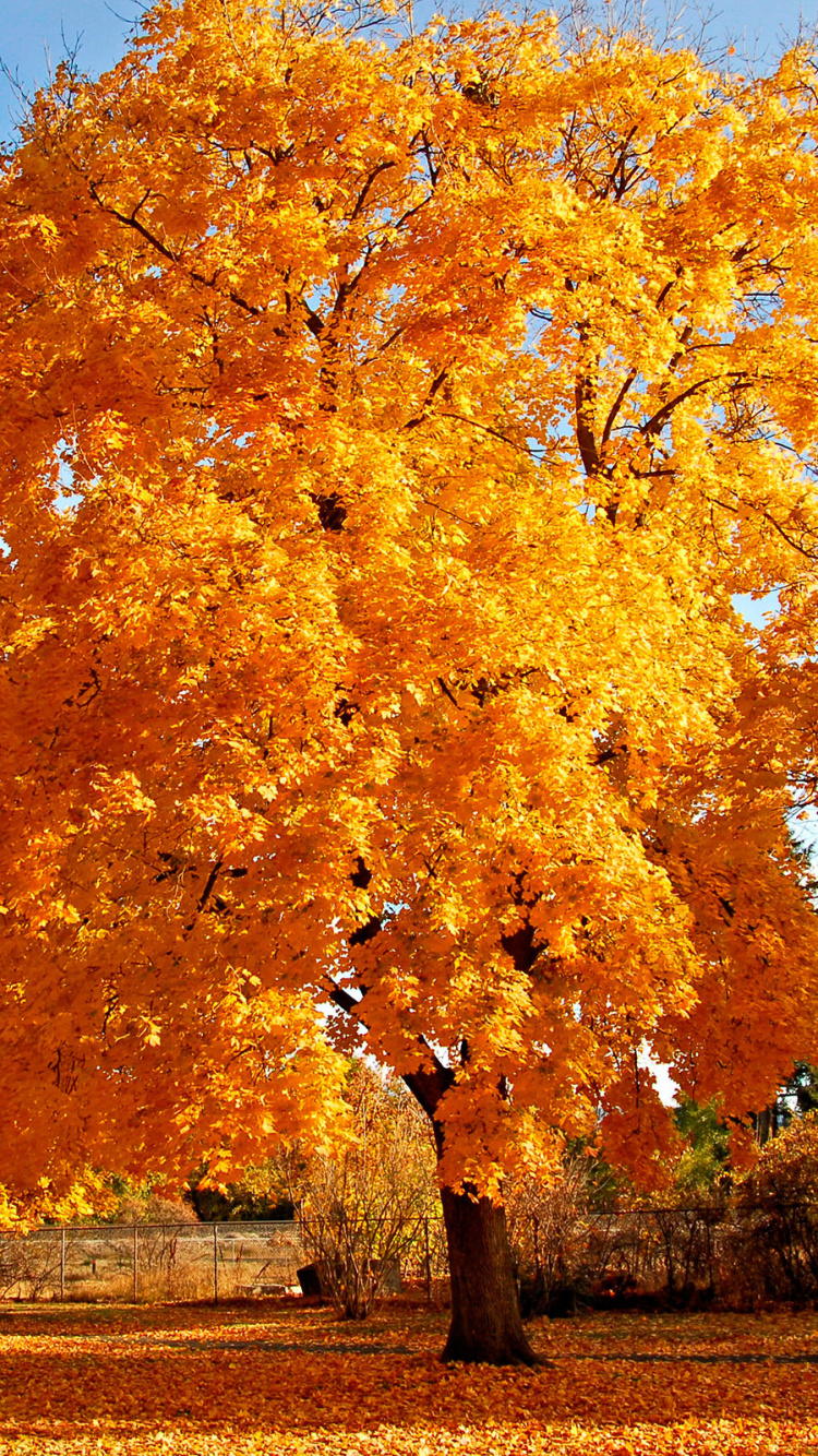 Árboles de Hojas Marrones Bajo un Cielo Azul Durante el Día. Wallpaper in 750x1334 Resolution