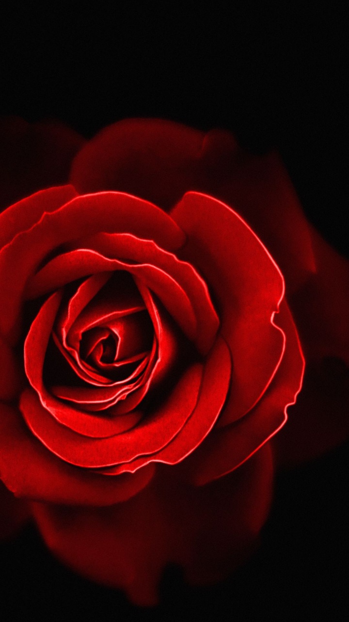 Garden Roses, Flower, Plant, Petal, Hybrid Tea Rose. Wallpaper in 720x1280 Resolution