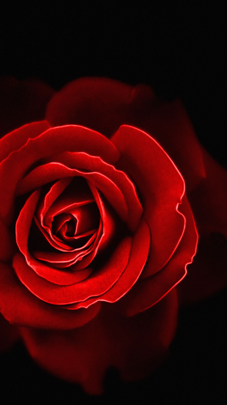 Garten Rosen, Blütenblatt, Hybrid Tea Rose, Rose, Blühende Pflanze. Wallpaper in 750x1334 Resolution