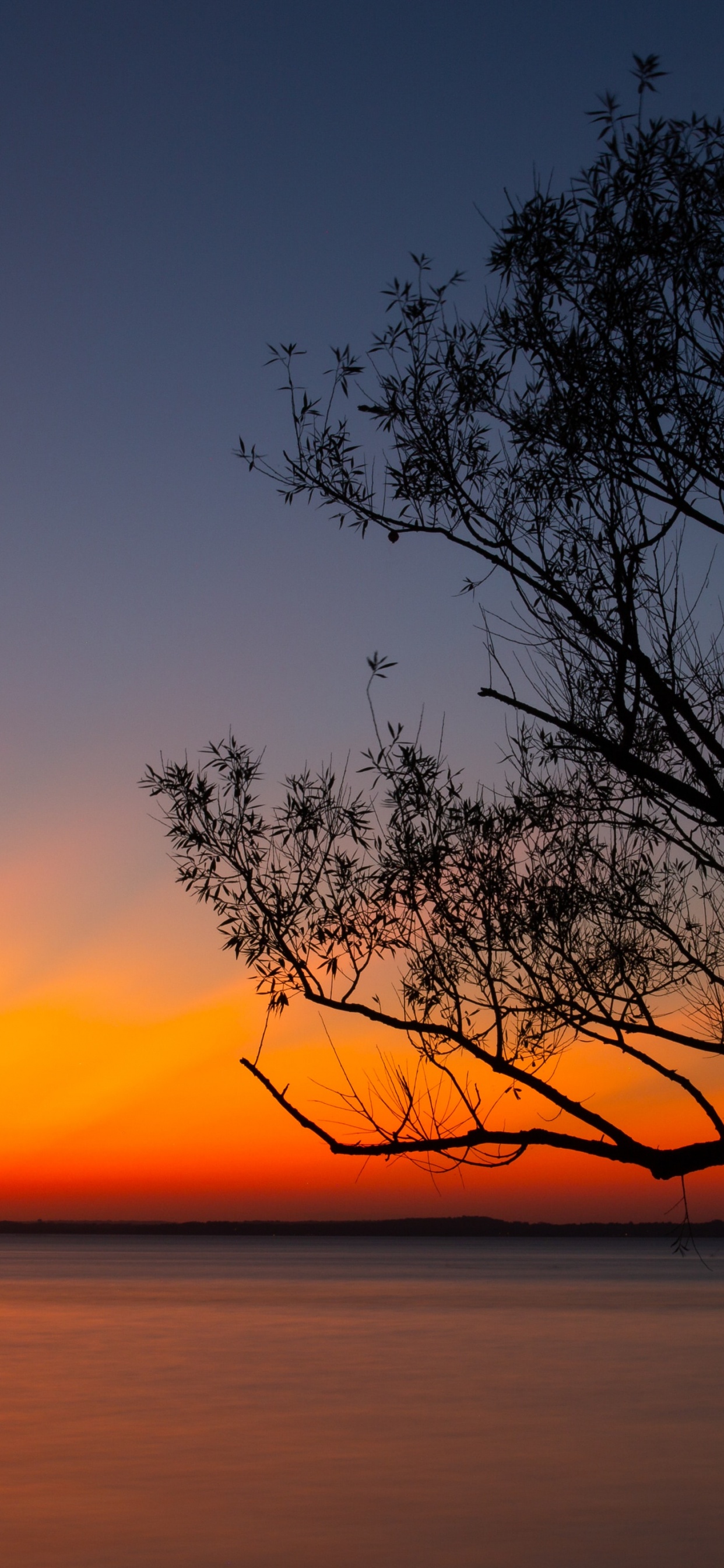 Kahler Baum in Der Nähe Eines Gewässers Während Des Sonnenuntergangs. Wallpaper in 1242x2688 Resolution