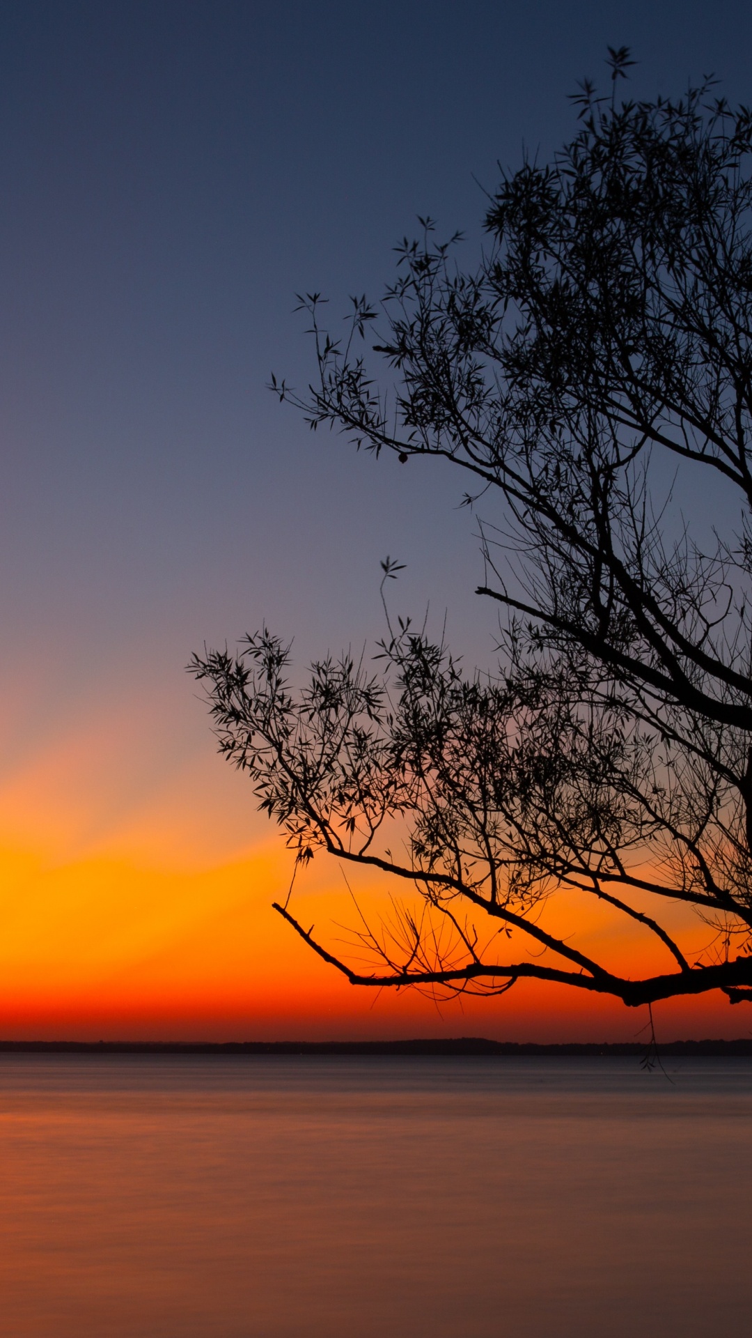 Leafless Tree Near Body of Water During Sunset. Wallpaper in 1080x1920 Resolution
