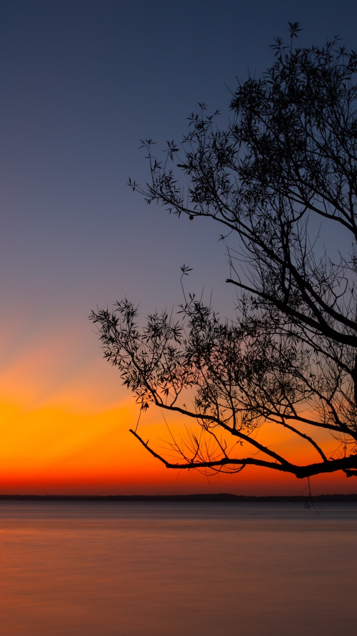 Leafless Tree Near Body of Water During Sunset. Wallpaper in 720x1280 Resolution