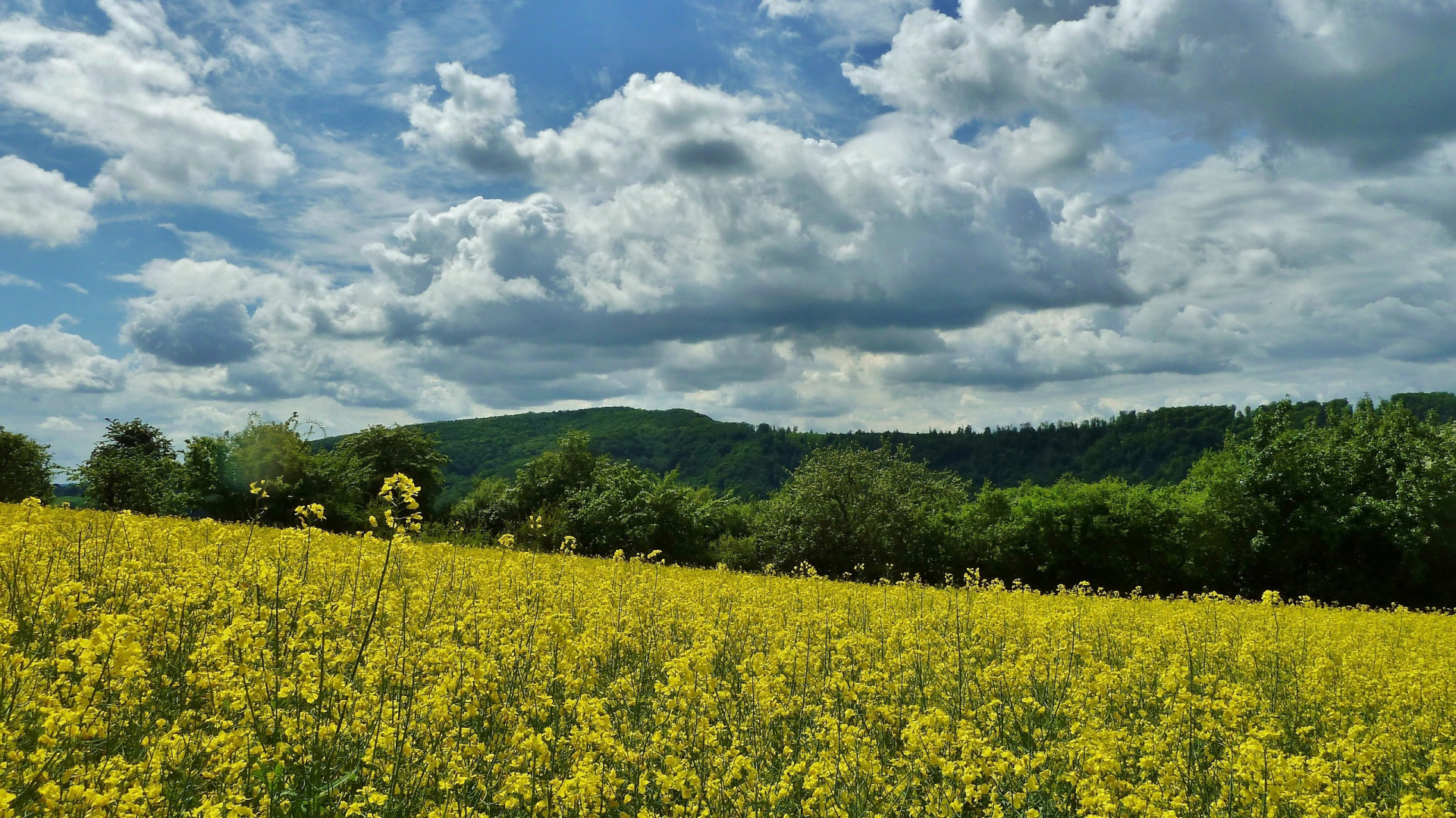 Campo de Flores Amarillas Bajo Las Nubes Blancas y el Cielo Azul Durante el Día. Wallpaper in 1920x1080 Resolution
