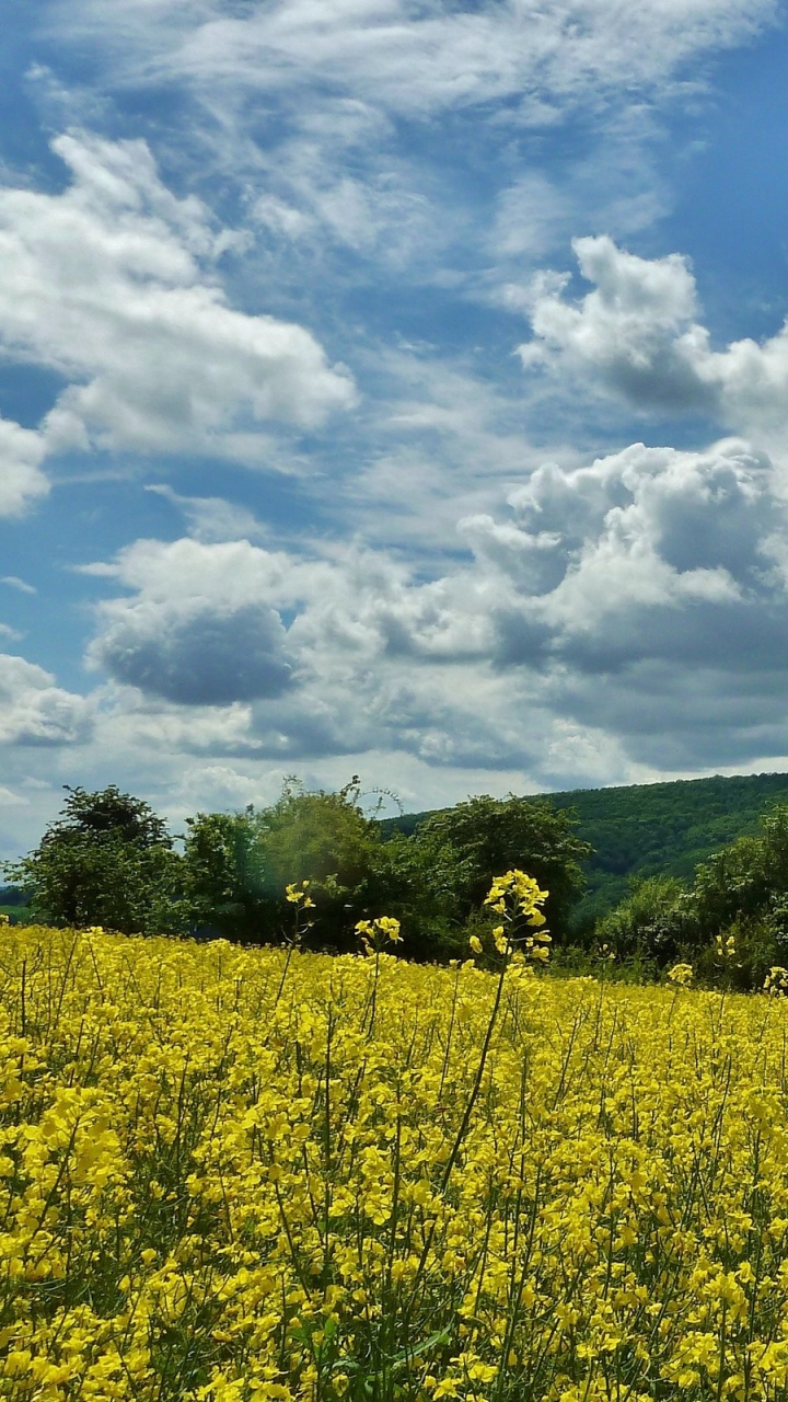 Yellow Flower Field Under White Clouds and Blue Sky During Daytime. Wallpaper in 720x1280 Resolution