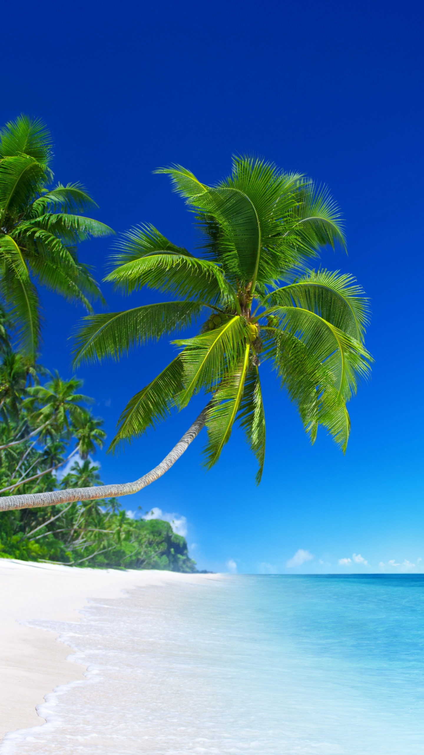 Palmier Vert Sur la Plage de Sable Blanc Pendant la Journée. Wallpaper in 1440x2560 Resolution