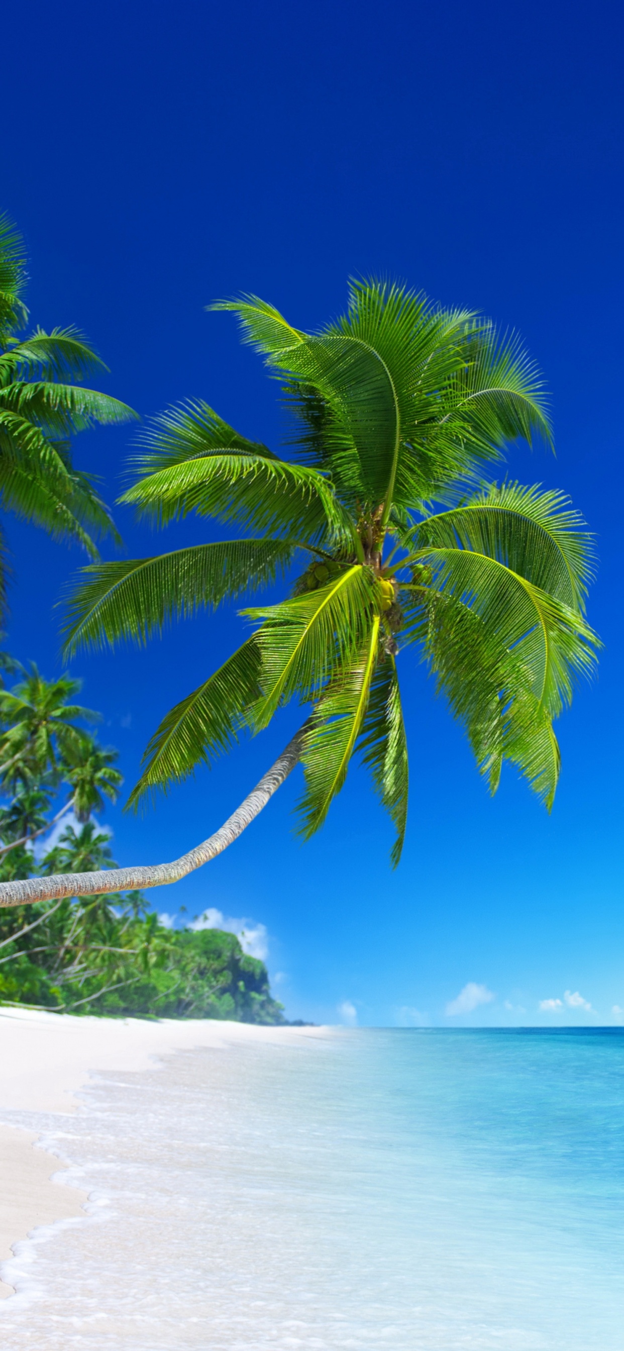 Green Palm Tree on White Sand Beach During Daytime. Wallpaper in 1242x2688 Resolution