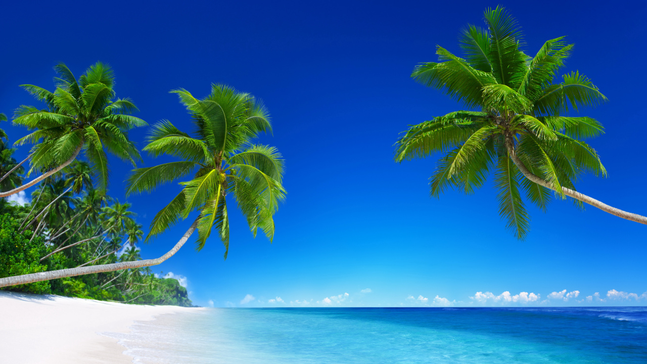 Green Palm Tree on White Sand Beach During Daytime. Wallpaper in 1280x720 Resolution