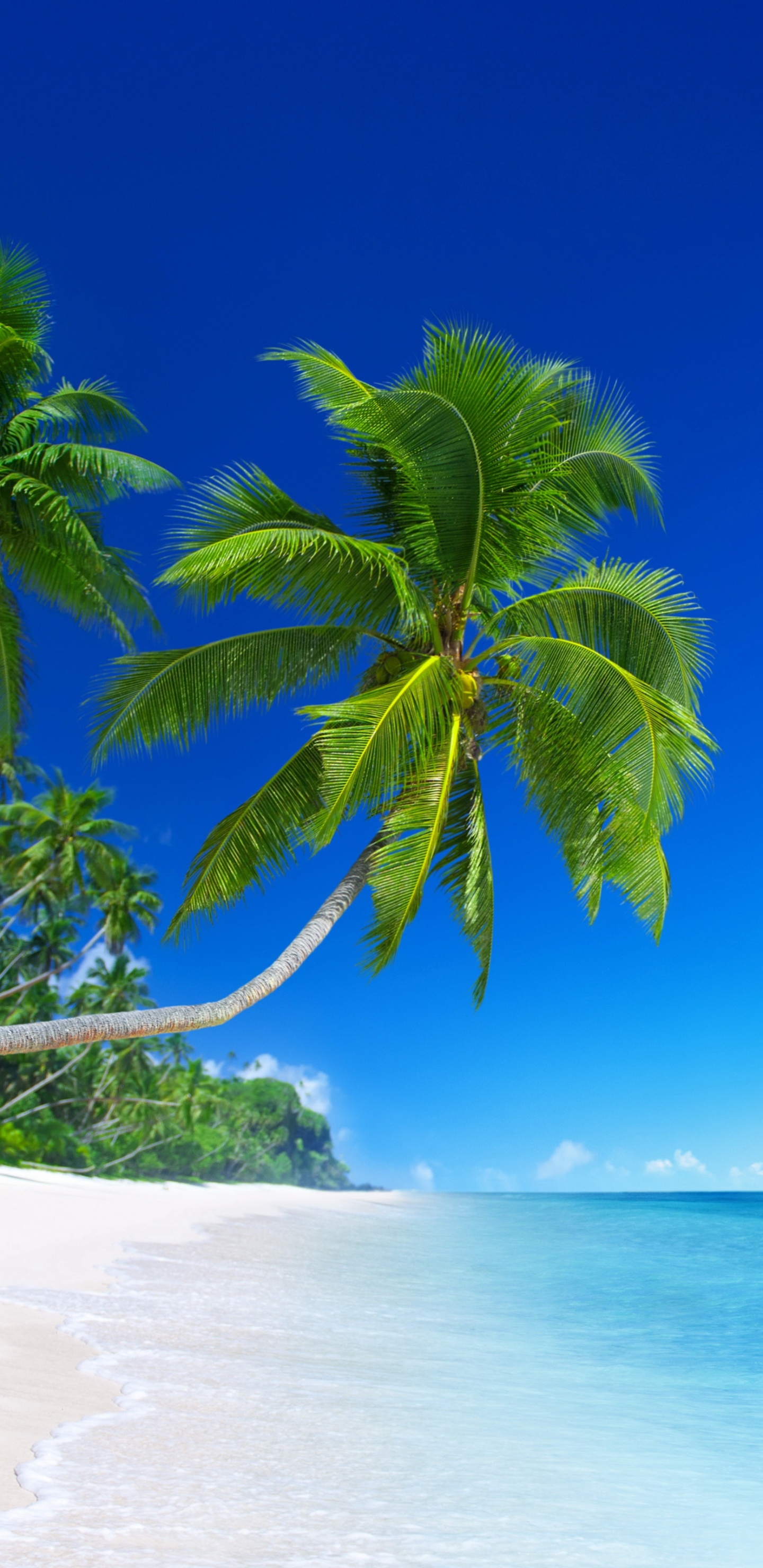 Green Palm Tree on White Sand Beach During Daytime. Wallpaper in 1440x2960 Resolution