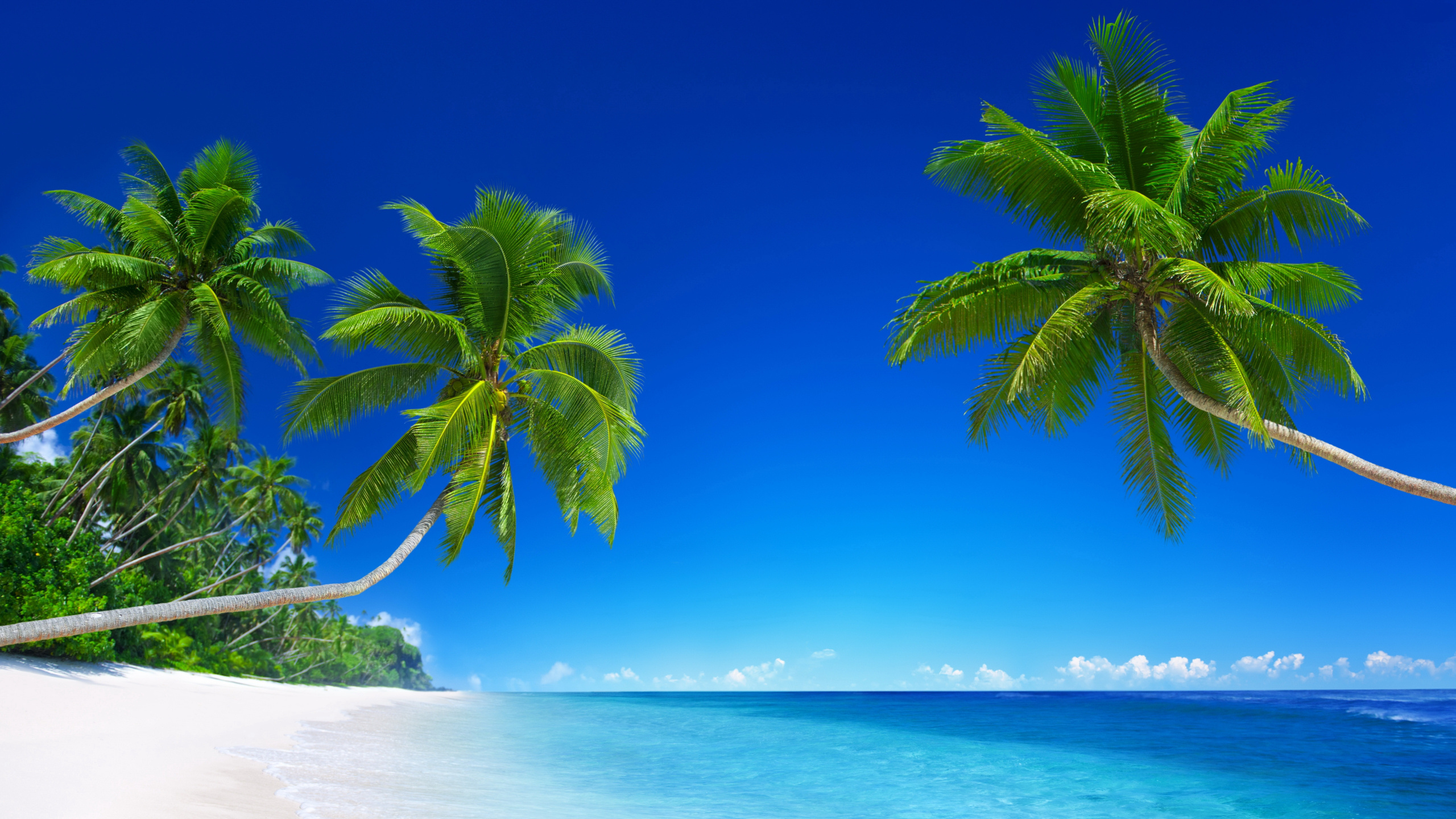 Green Palm Tree on White Sand Beach During Daytime. Wallpaper in 2560x1440 Resolution