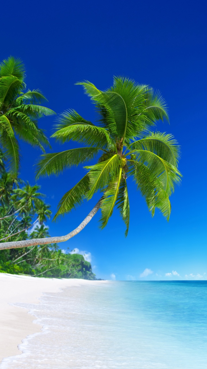 Green Palm Tree on White Sand Beach During Daytime. Wallpaper in 720x1280 Resolution
