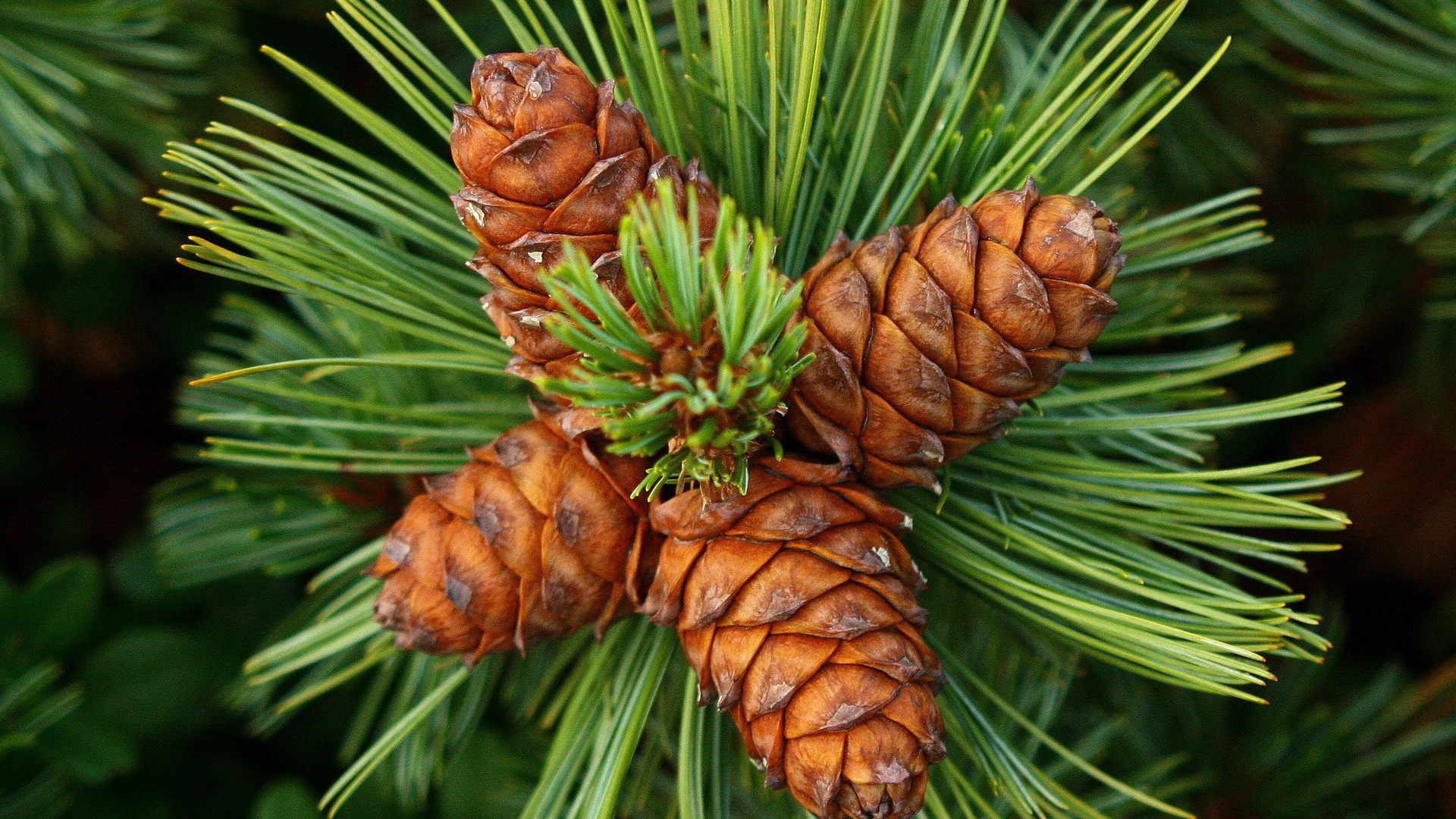 Planta Marrón y Verde Durante el Día.. Wallpaper in 1920x1080 Resolution