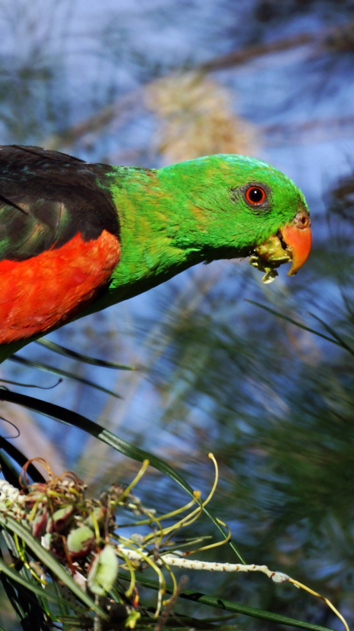 Oiseau Vert Orange et Noir Sur Une Branche D'arbre. Wallpaper in 720x1280 Resolution