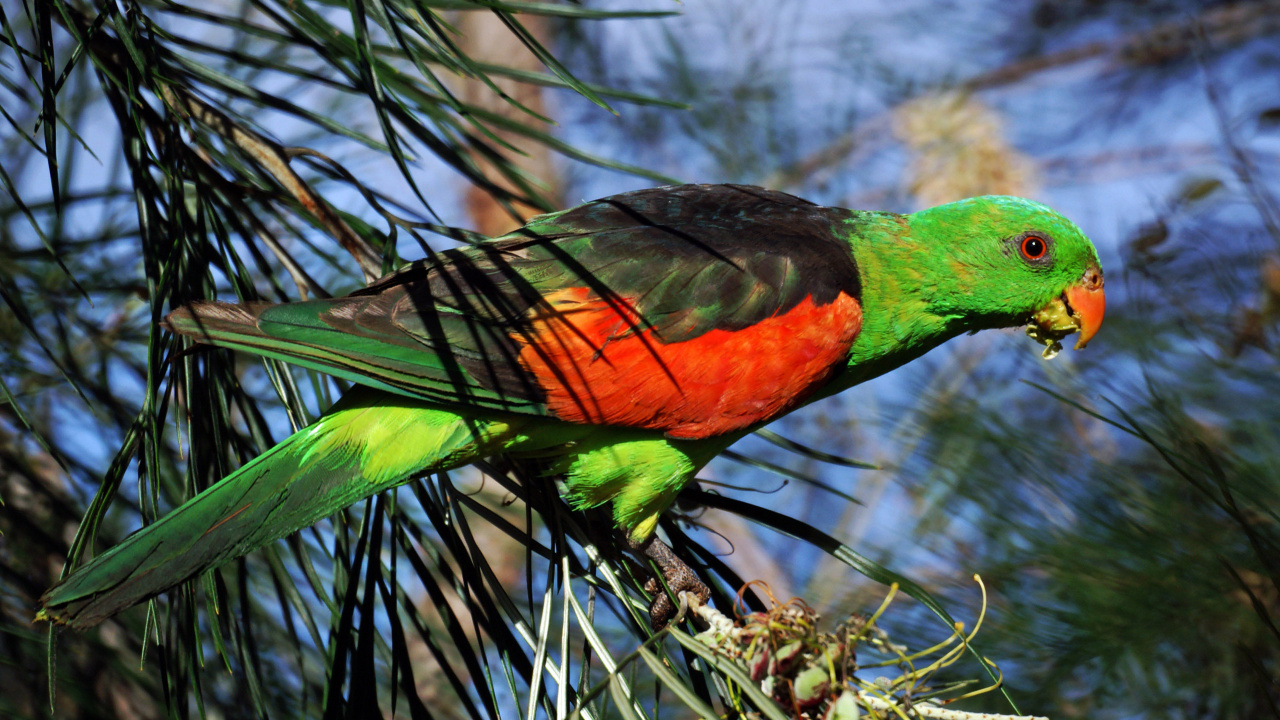 Pájaro Verde Naranja y Negro en la Rama de un Árbol. Wallpaper in 1280x720 Resolution