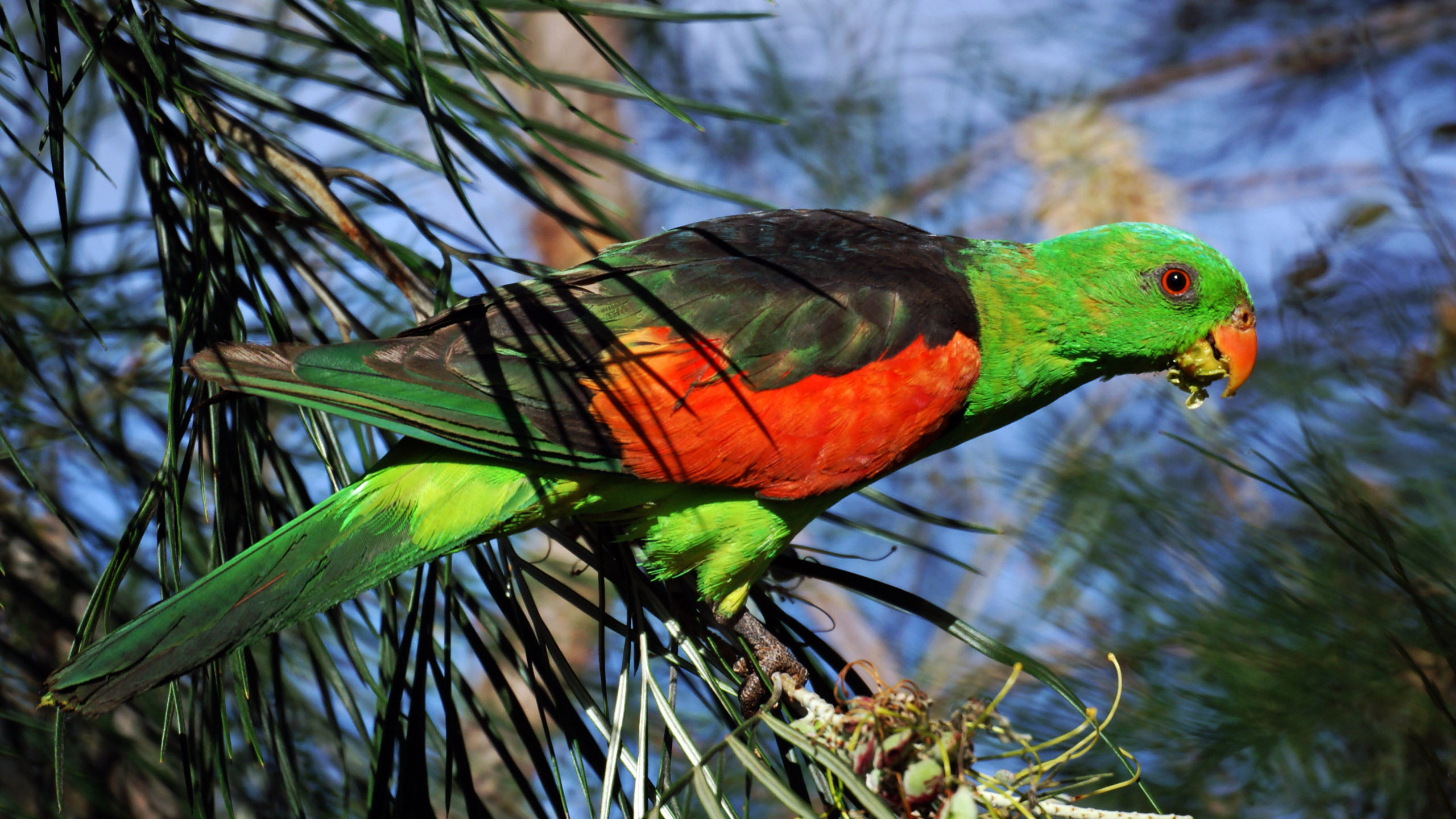 Grün-orange Und Schwarzer Vogel Auf Ast. Wallpaper in 2560x1440 Resolution