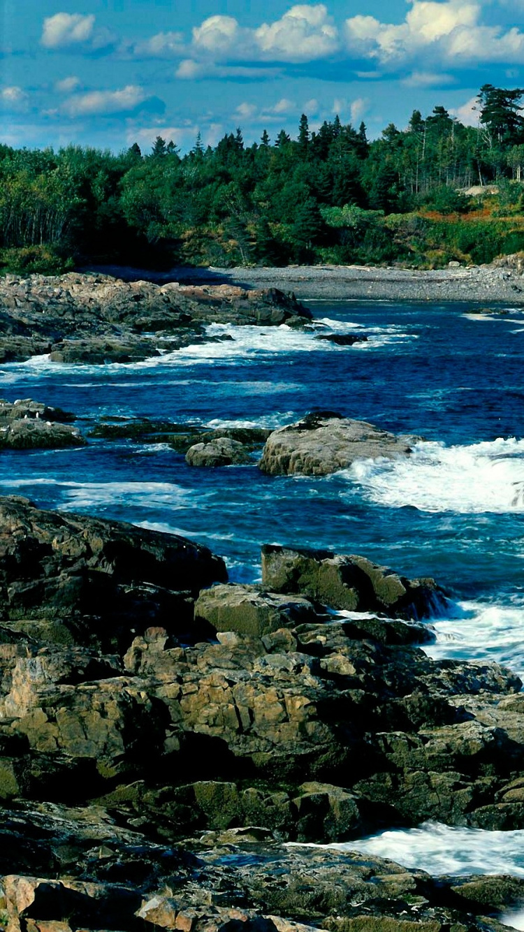 Green Trees on Rocky Shore During Daytime. Wallpaper in 750x1334 Resolution