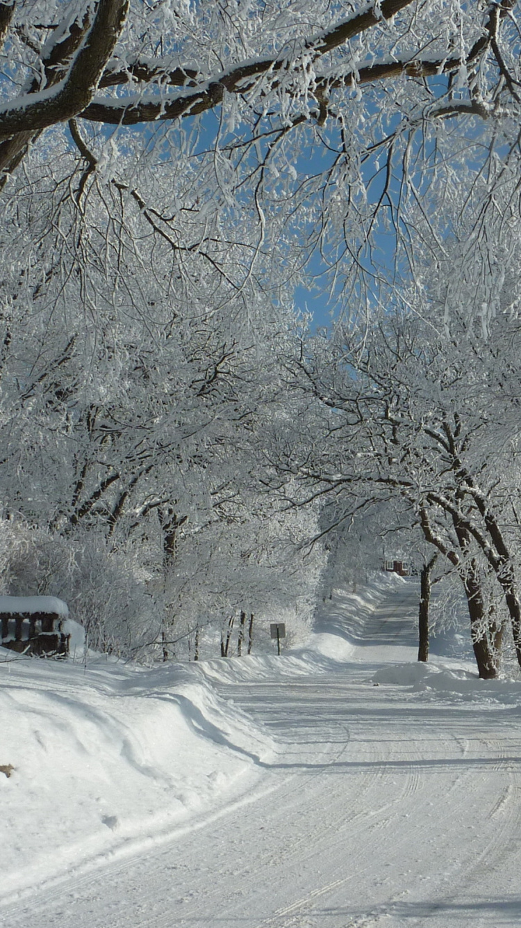 Camino Cubierto de Nieve Entre Árboles Durante el Día. Wallpaper in 750x1334 Resolution