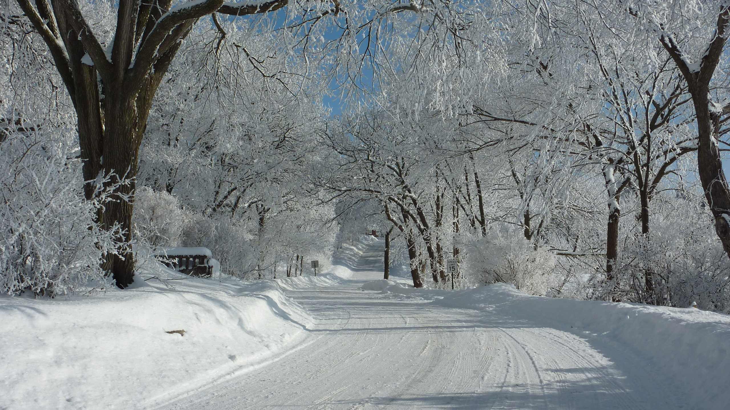 Schneebedeckte Straße Zwischen Bäumen Tagsüber. Wallpaper in 2560x1440 Resolution