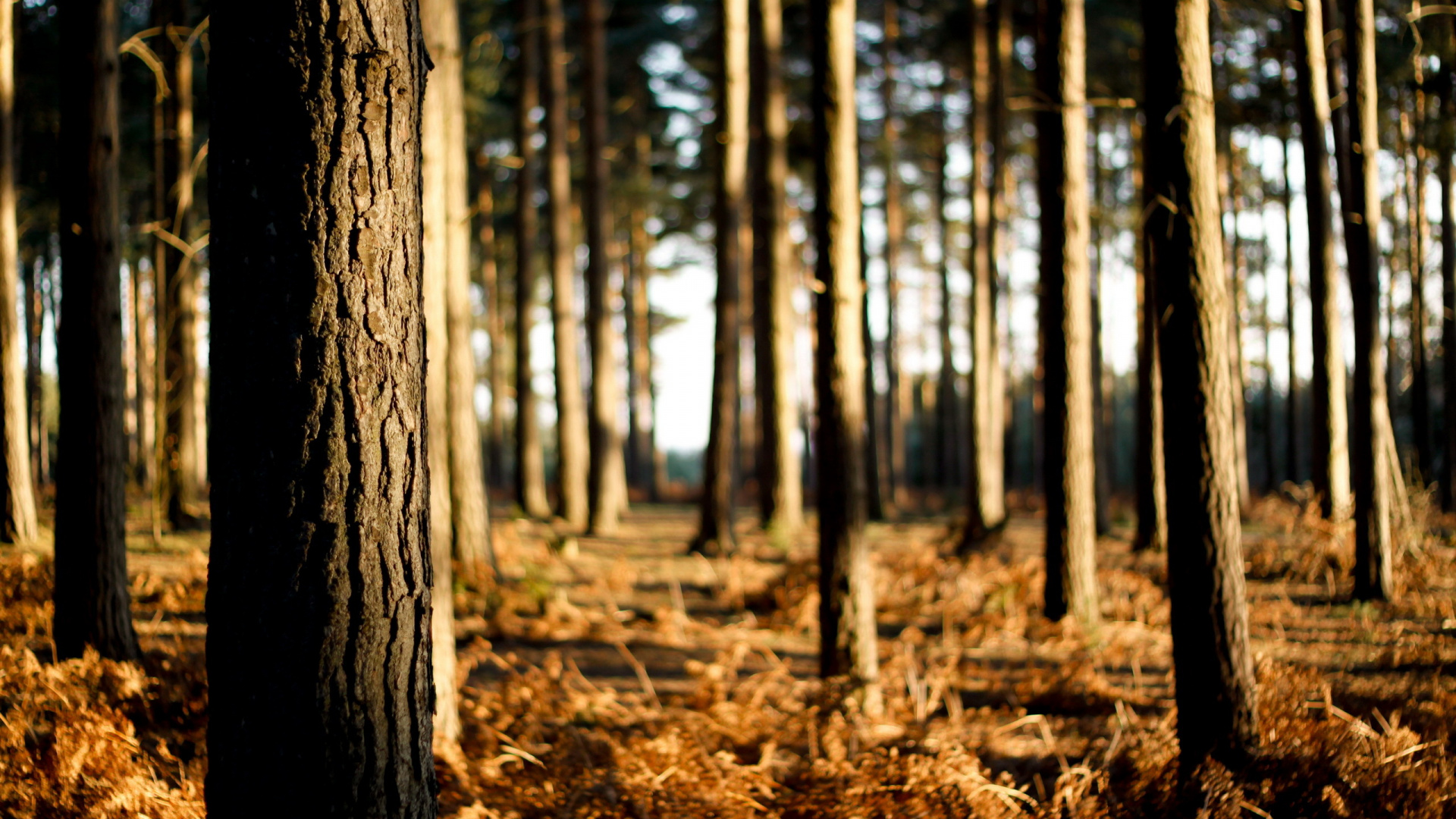 Brown Dried Leaves on Ground. Wallpaper in 1920x1080 Resolution