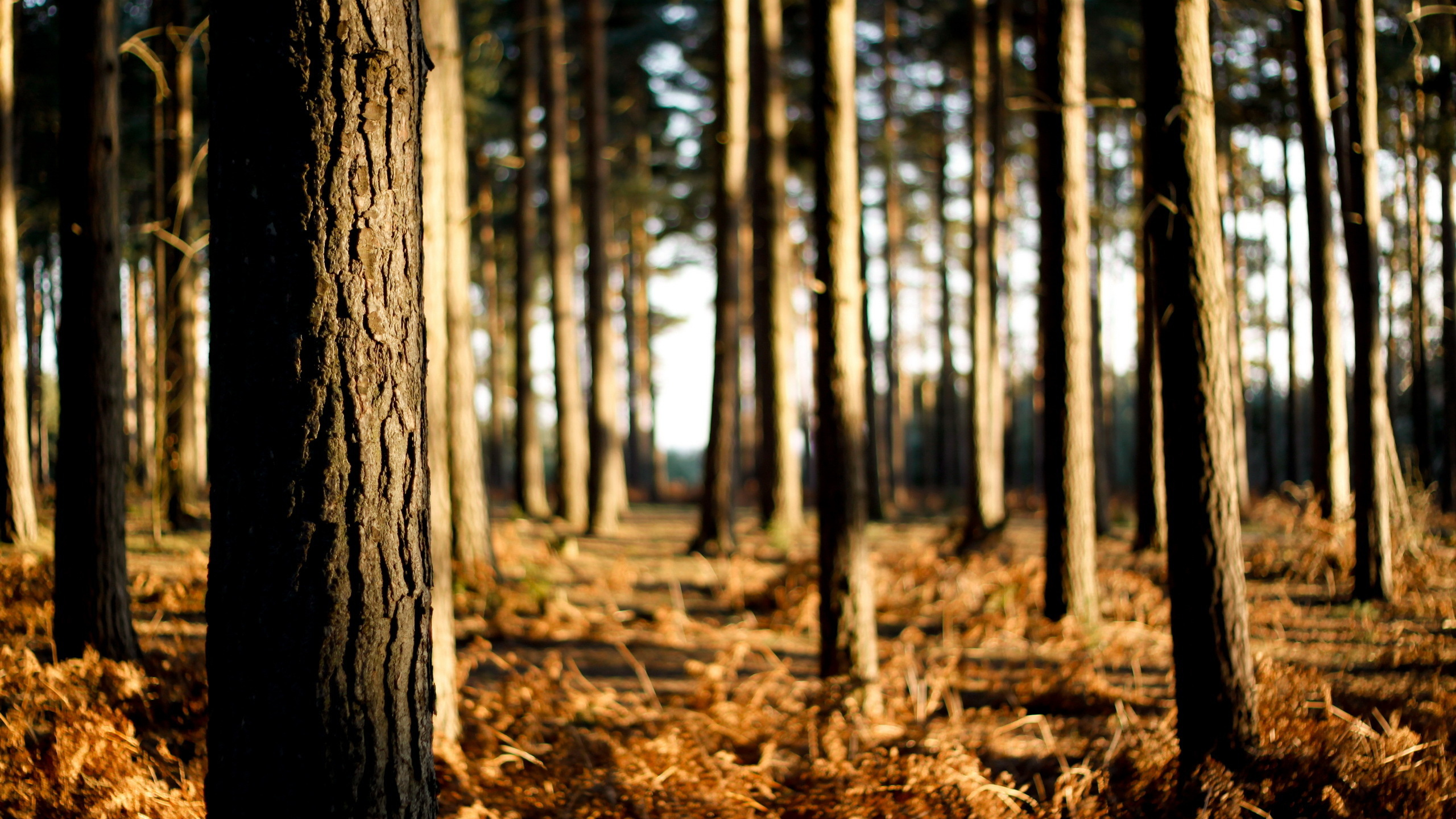 Brown Dried Leaves on Ground. Wallpaper in 2560x1440 Resolution