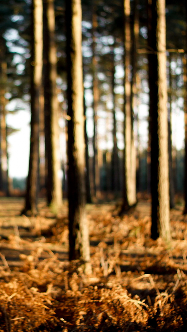 Brown Dried Leaves on Ground. Wallpaper in 750x1334 Resolution