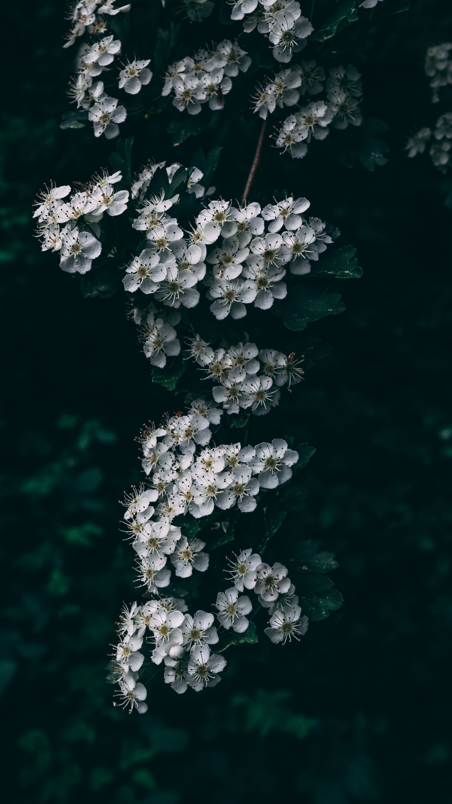 Weiße Blumen in Tilt-Shift-Linse. Wallpaper in 1440x2560 Resolution