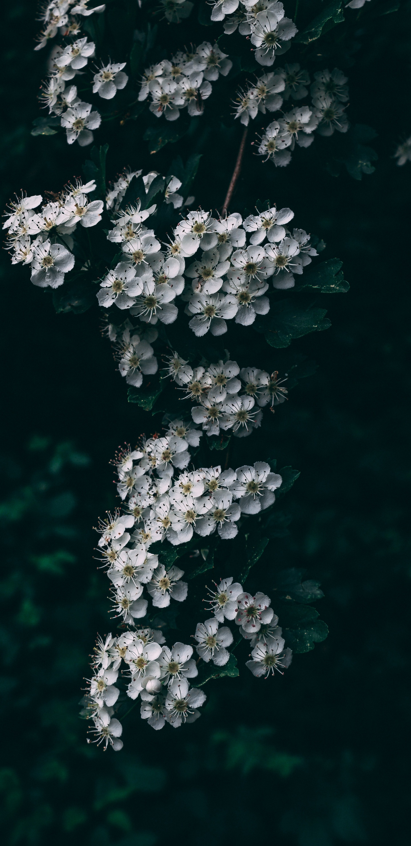 Flores Blancas en Lente de Cambio de Inclinación. Wallpaper in 1440x2960 Resolution