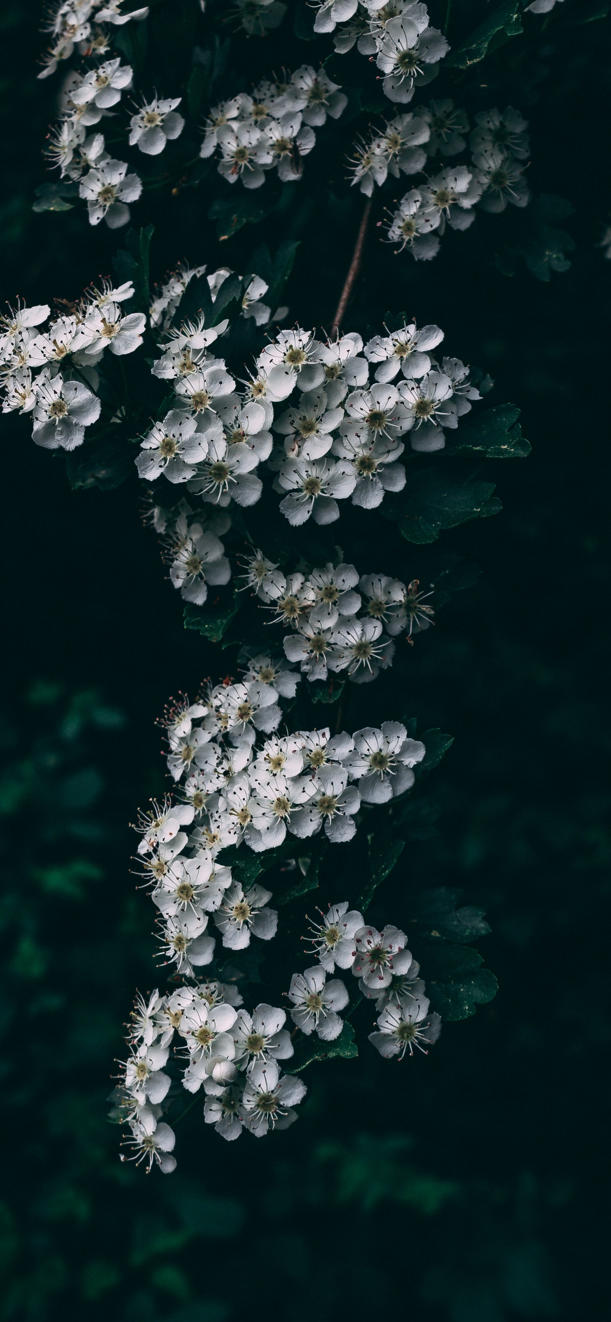 White Flowers in Tilt Shift Lens. Wallpaper in 1242x2688 Resolution