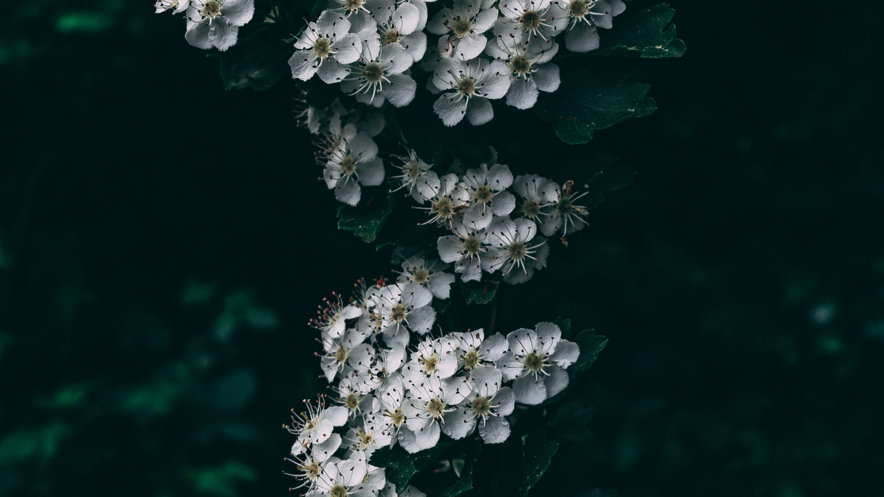 White Flowers in Tilt Shift Lens. Wallpaper in 1280x720 Resolution