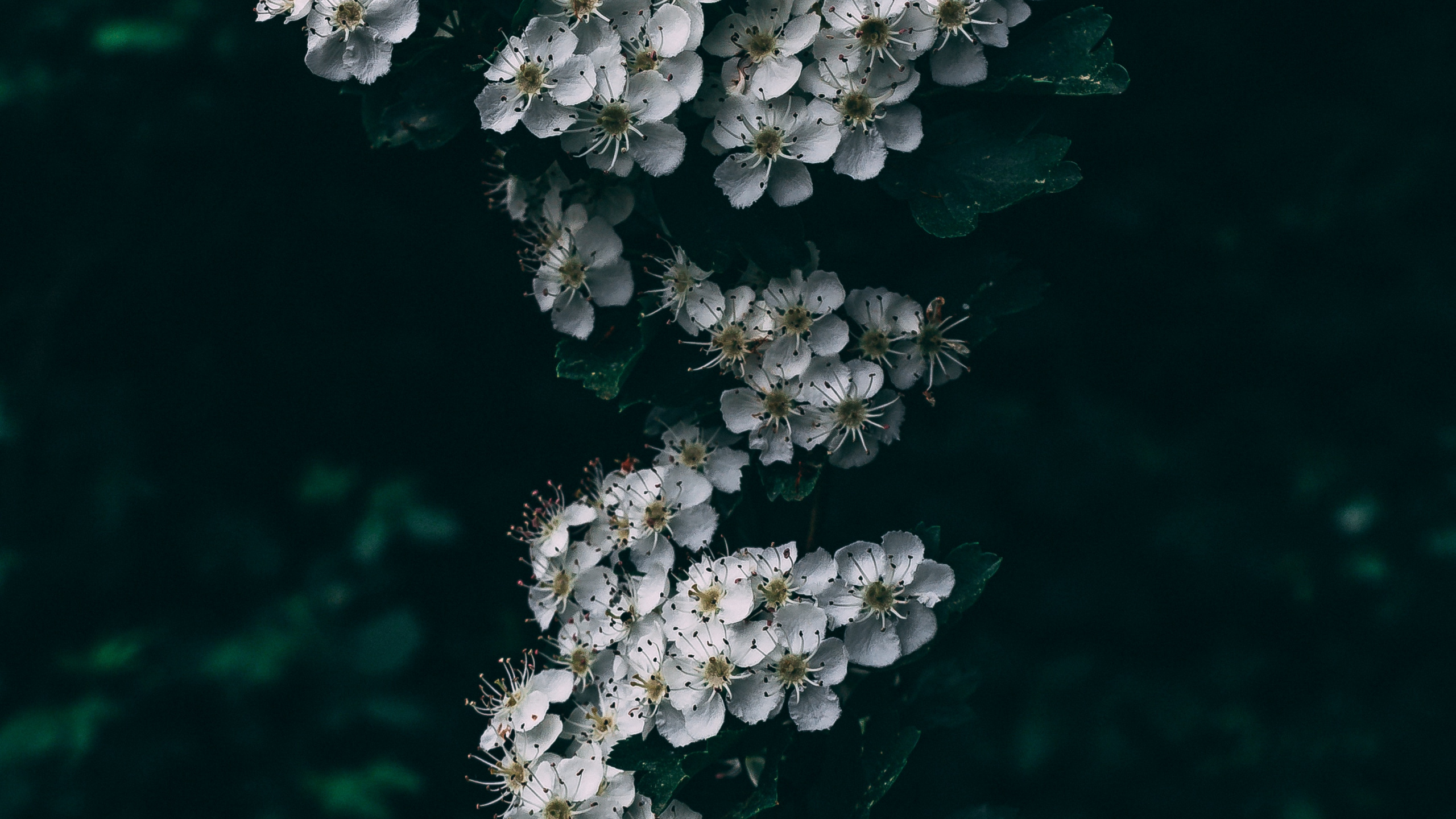 White Flowers in Tilt Shift Lens. Wallpaper in 2560x1440 Resolution