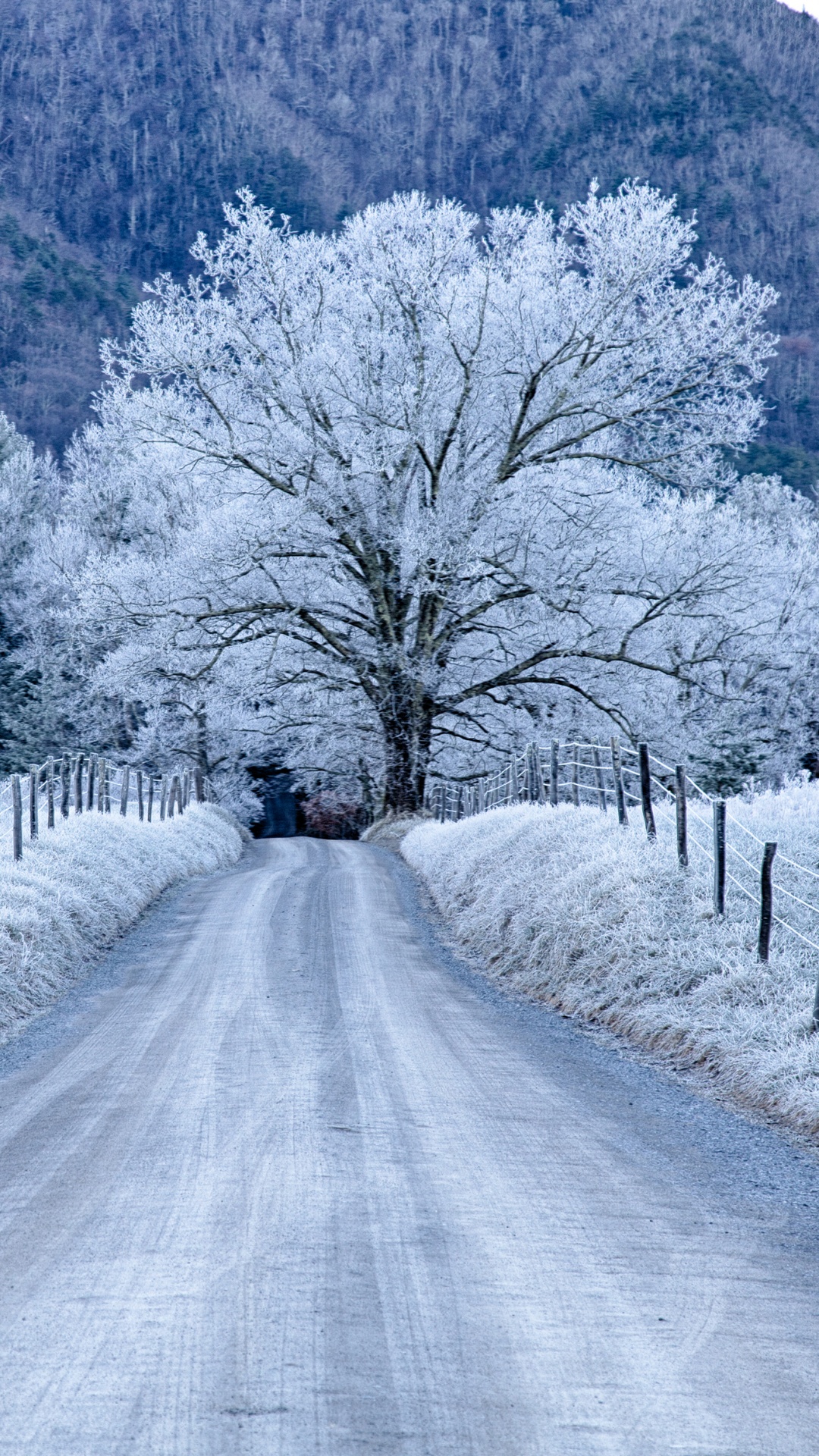 Voiture Noire Sur Route Entre Les Arbres Couverts de Neige Pendant la Journée. Wallpaper in 1080x1920 Resolution