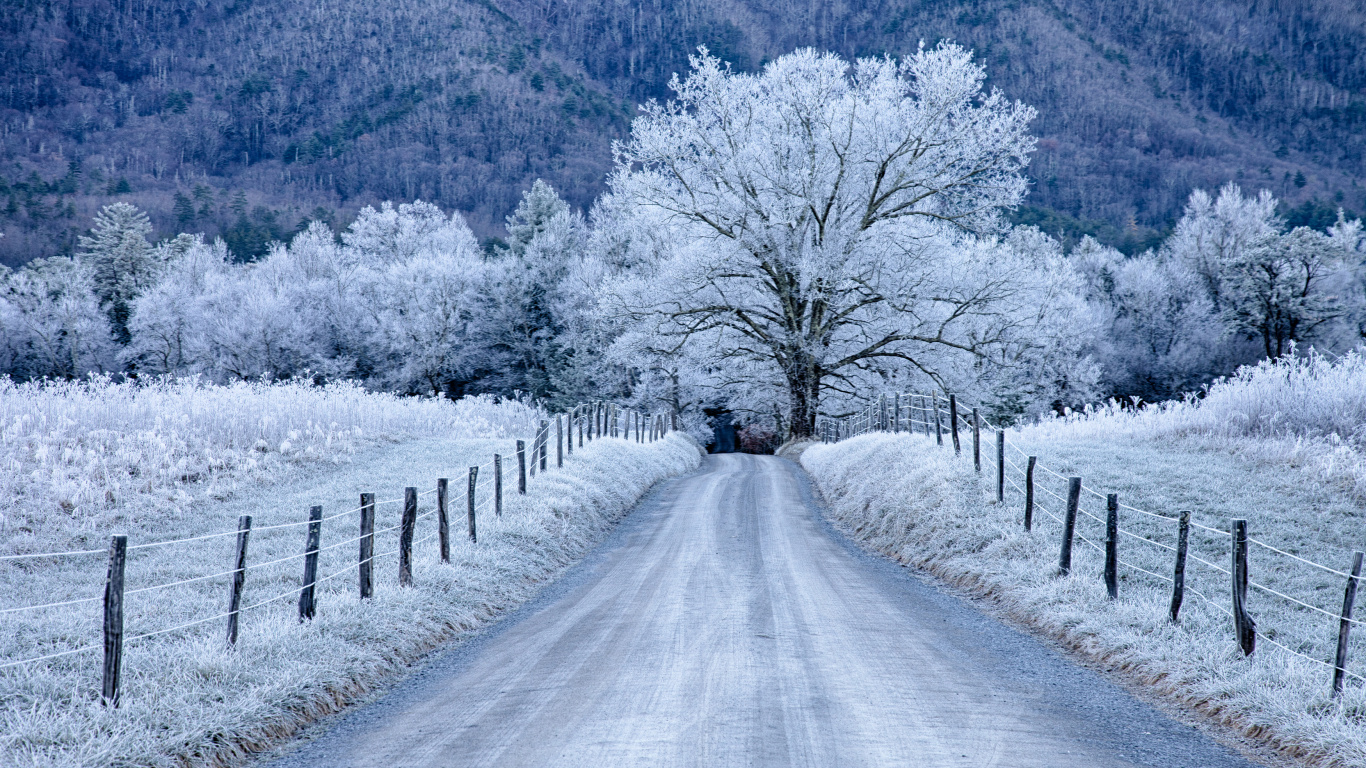 Voiture Noire Sur Route Entre Les Arbres Couverts de Neige Pendant la Journée. Wallpaper in 1366x768 Resolution