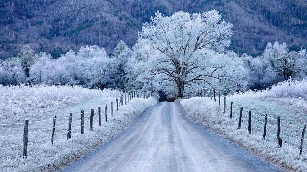 Black Car on Road Between Trees Covered With Snow During Daytime. Wallpaper in 1280x720 Resolution