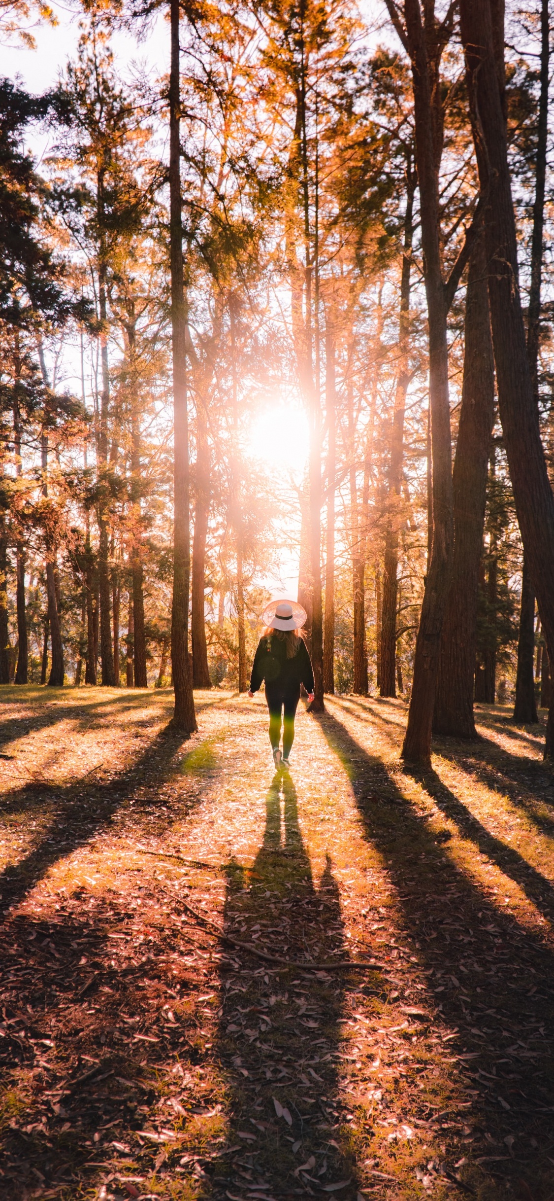 Forest, Natural Environment, Natural Landscape, Hashtag, People in Nature. Wallpaper in 1125x2436 Resolution