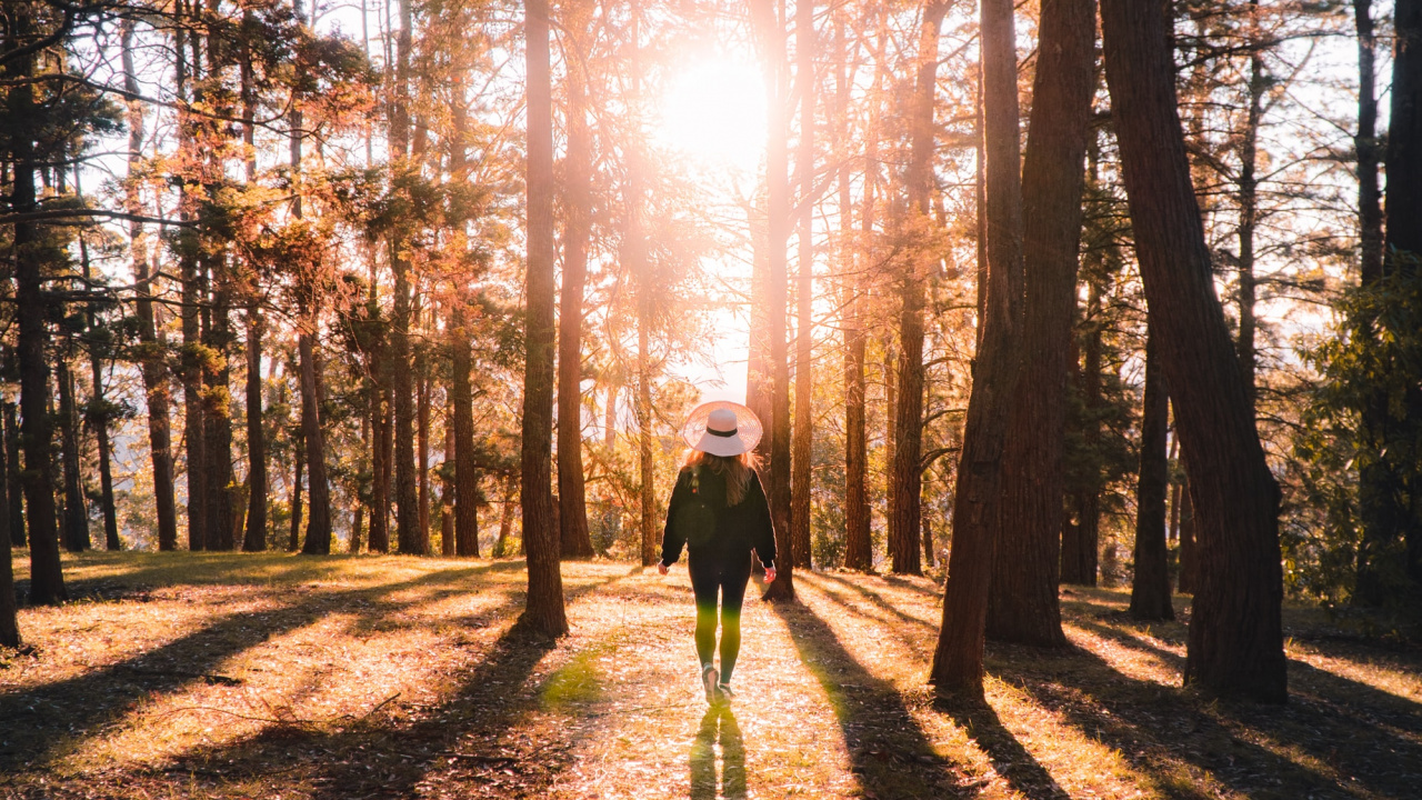 Forest, Natural Environment, Natural Landscape, Hashtag, People in Nature. Wallpaper in 1280x720 Resolution