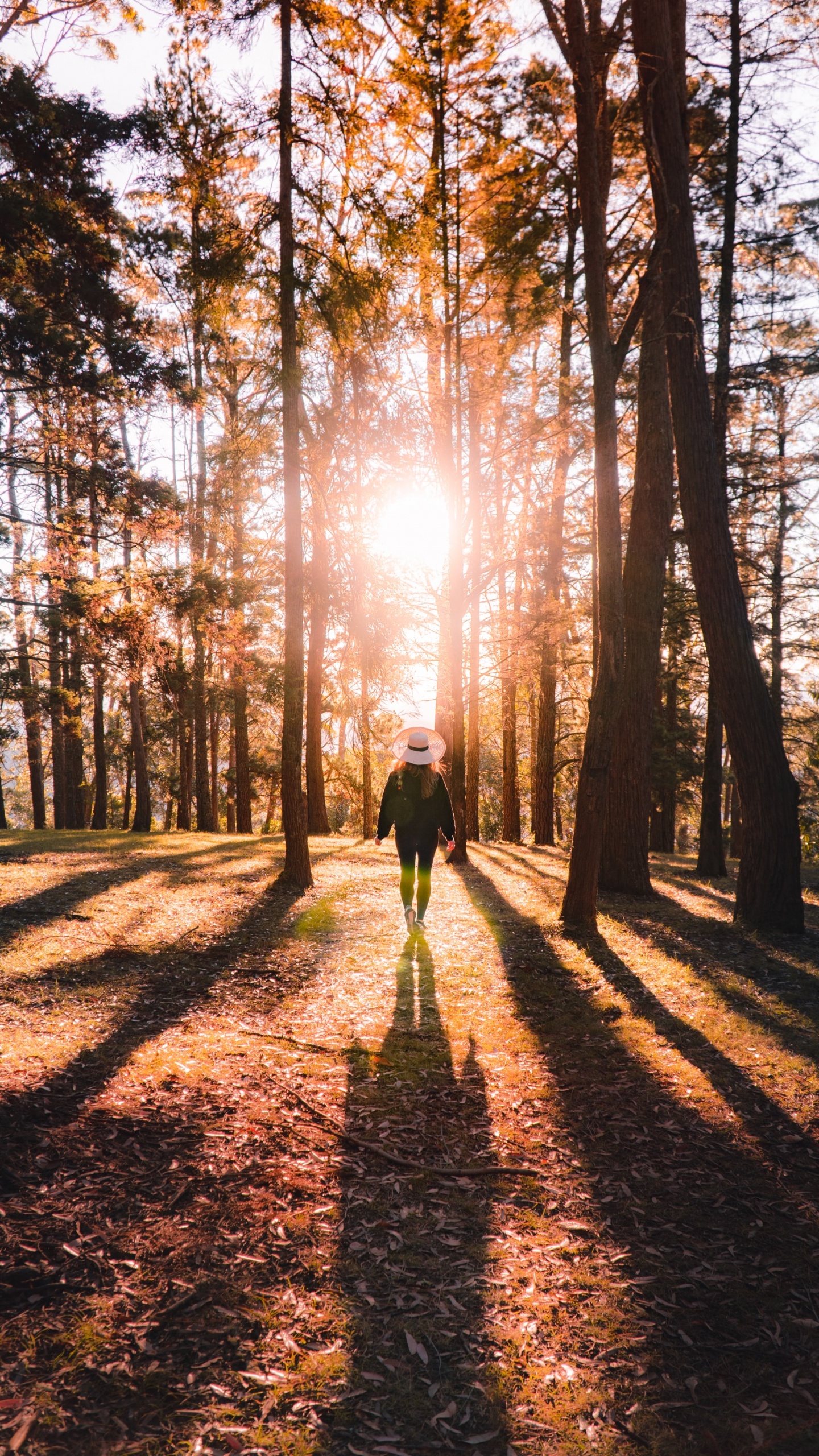 Forest, Natural Environment, Natural Landscape, Hashtag, People in Nature. Wallpaper in 1440x2560 Resolution