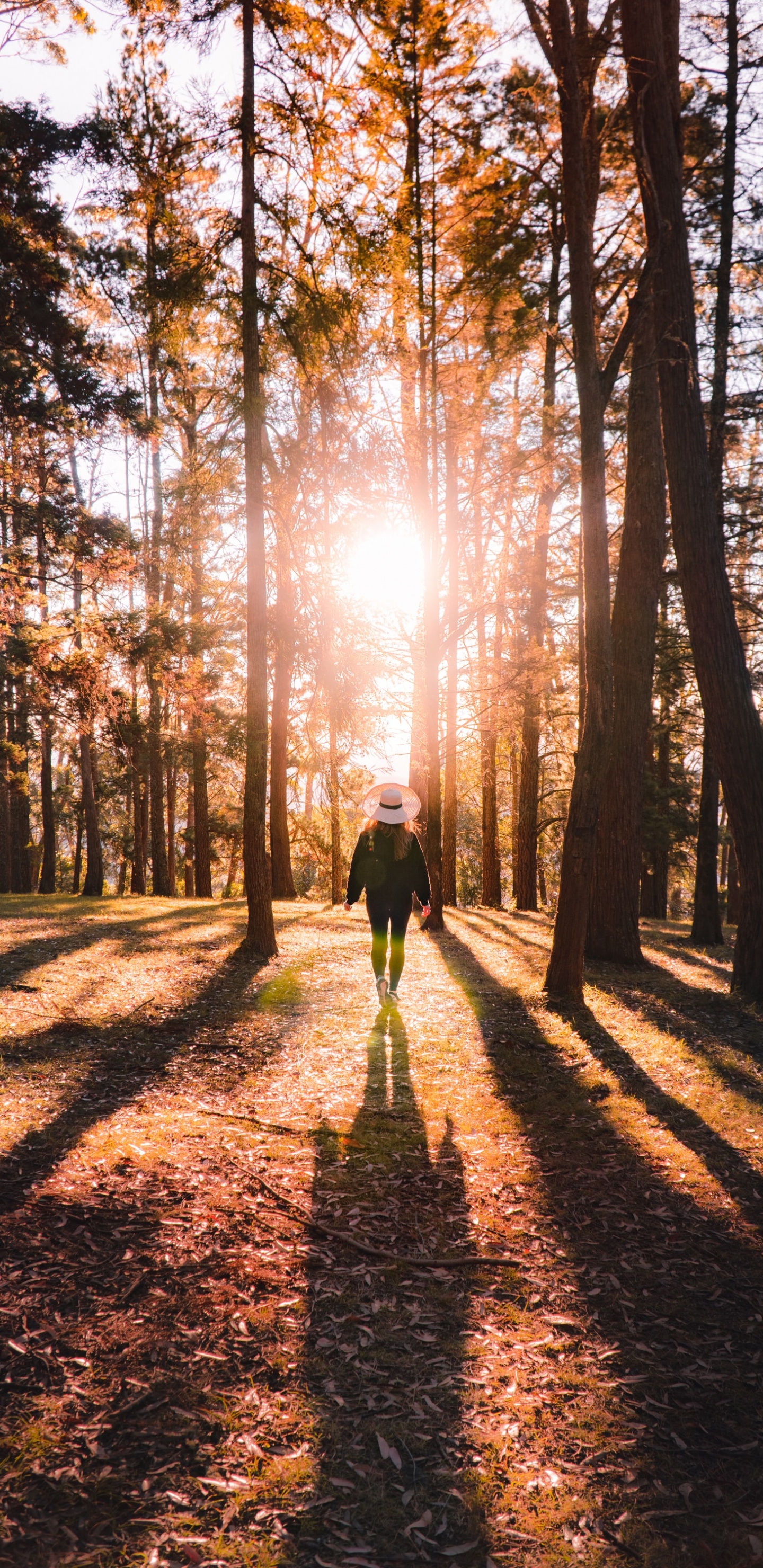 Forest, Natural Environment, Natural Landscape, Hashtag, People in Nature. Wallpaper in 1440x2960 Resolution