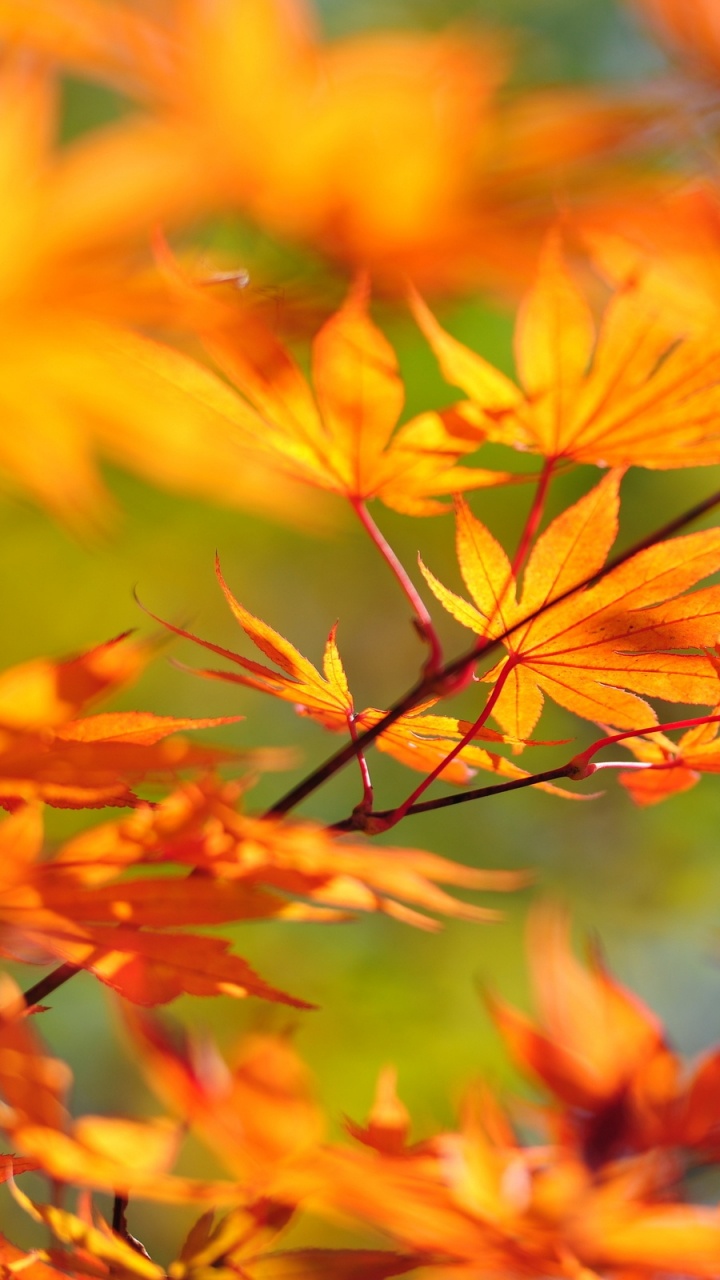 Yellow and Brown Leaves During Daytime. Wallpaper in 720x1280 Resolution