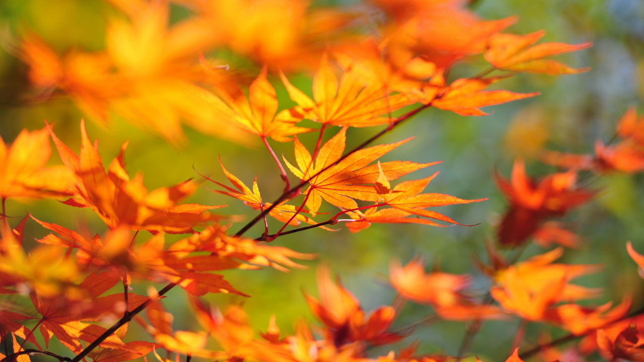 Download 1280x720 Wallpaper Feuilles Jaunes et Brunes Pendant la Journée Feuilles Jaunes et Brunes Pendant la Journée. Wallpaper in 1280x720 Resolution