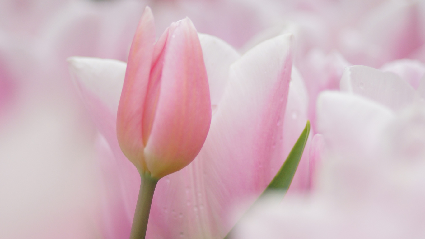 Pink Tulip in Bloom During Daytime. Wallpaper in 1366x768 Resolution