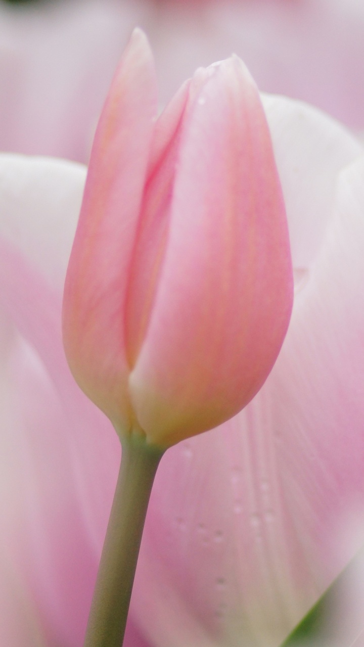 Pink Tulip in Bloom During Daytime. Wallpaper in 720x1280 Resolution